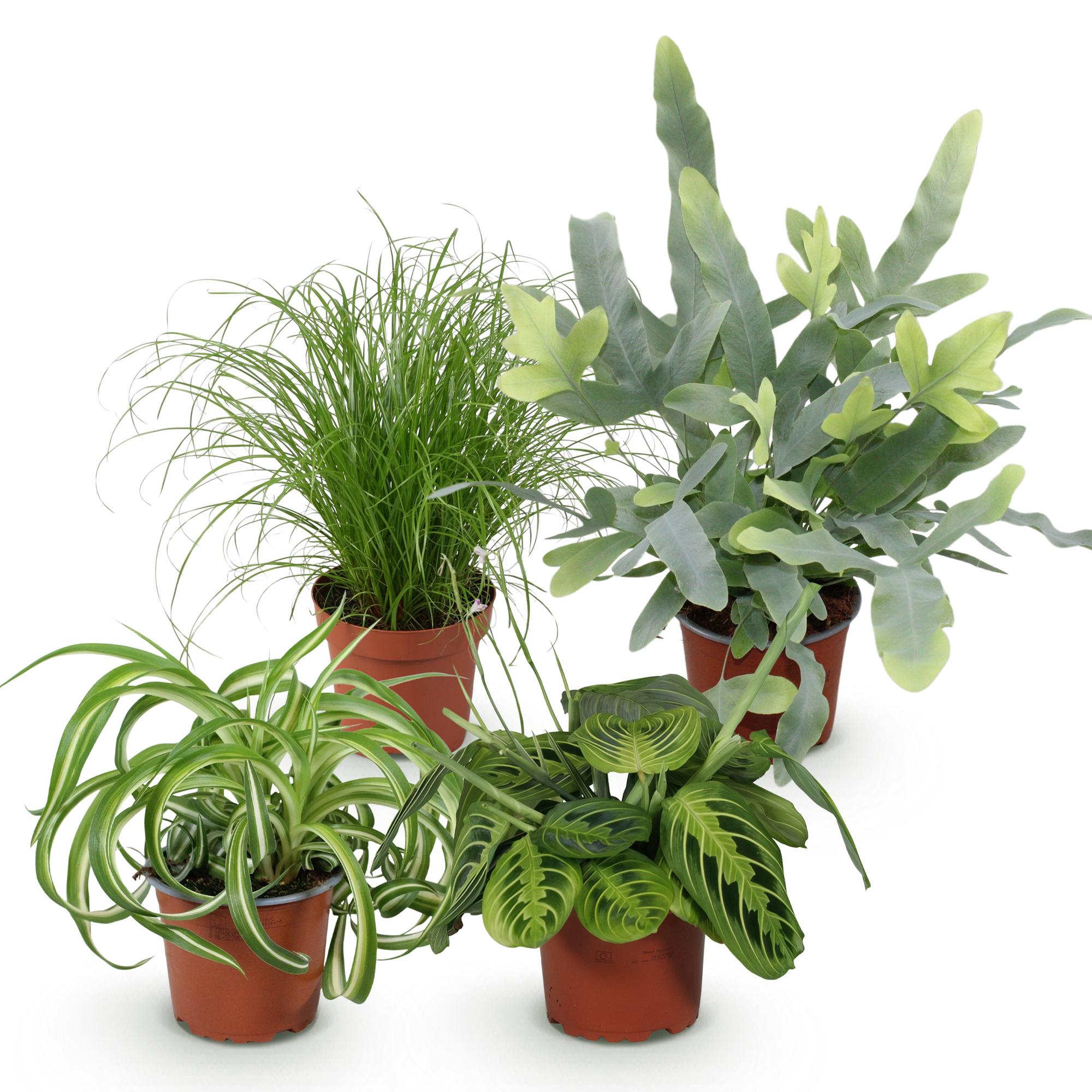 Kamerplant - Chlorophytum - Cyperus - Phlebodium - Marantha - Mix van 4 - Huisdiervriendelijke Planten - Groen - 4 Planten - Pot 12cm - Hoogte 25cm