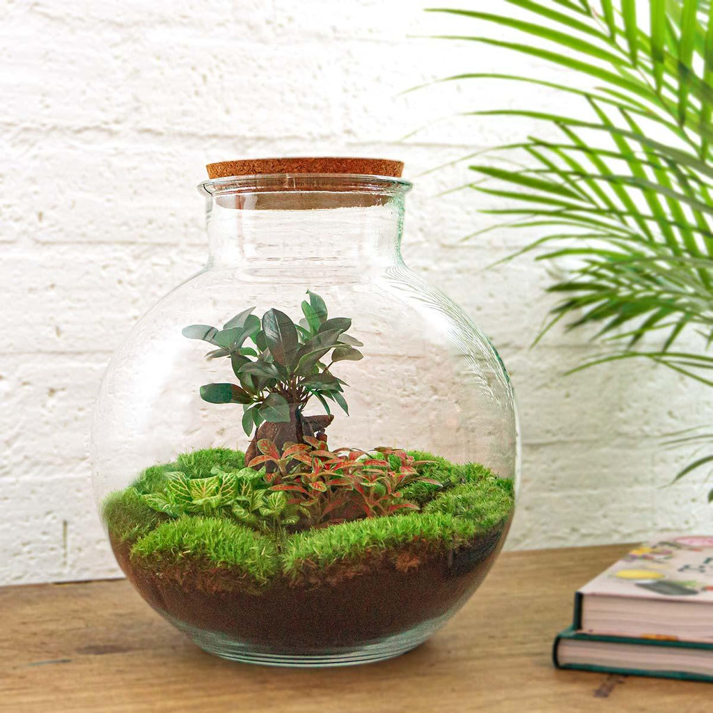 DIY Planten terrarium - Bolder Bob Bonsai - Ø 31 cm ↑ 30 cm - Rake + Shovel + Tweezer + Scissors