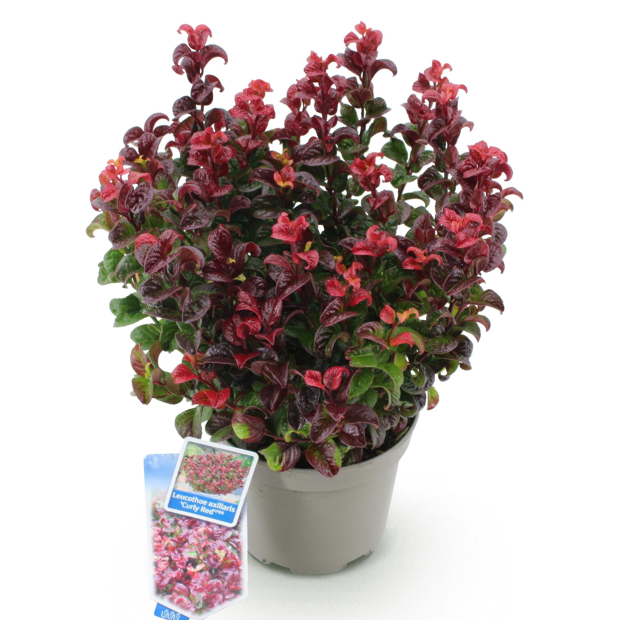 Tuinplant - Leucothoe Curly Red - Rood - 1 Plant -  Groenblijvend - Weinig Onderhoud - Pot 17cm Hoogte 40cm