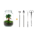 DIY terrarium - Jar - Ficus Ginseng bonsai - ↕ 28 cm - Rake + Shovel + Tweezer + Scissors