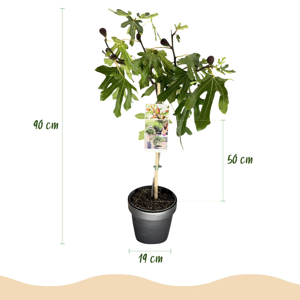 Plant op Stam - Ficus carica Little Miss Figgy - Terras Plant - Bladverliezend - Winterhard - Groene Vrucht - Pot 19cm Hoogte 90cm