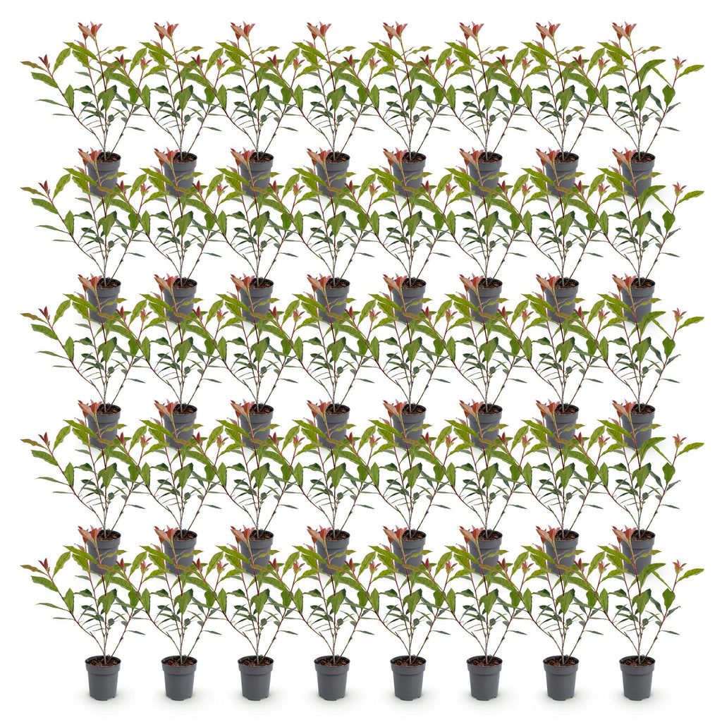 40x Photinia fraseri Carre Rouge - Glansmispel - Haagplanten - Groenblijvend - Rood - Pot 9cm - Hoogte 25-35cm