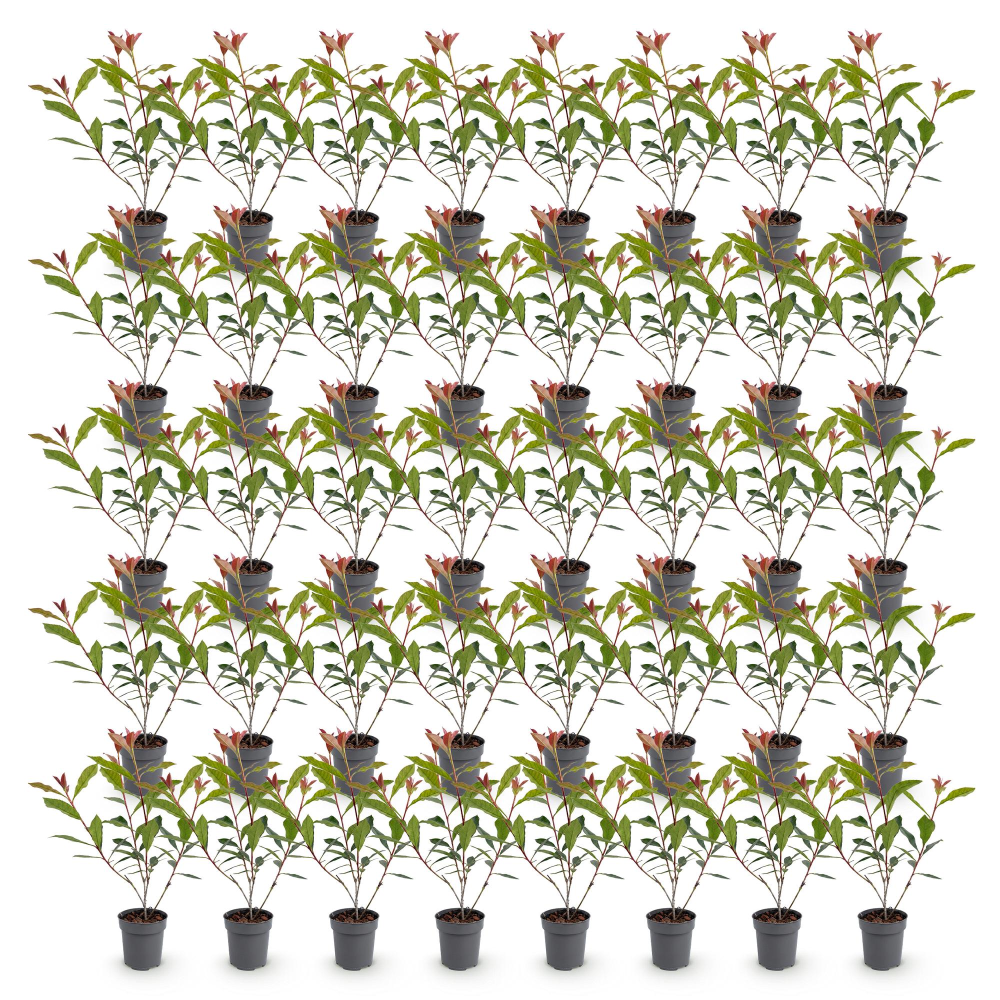 40x Photinia fraseri Carre Rouge - Glansmispel - Haagplanten - Groenblijvend - Rood - Pot 9cm - Hoogte 25-35cm