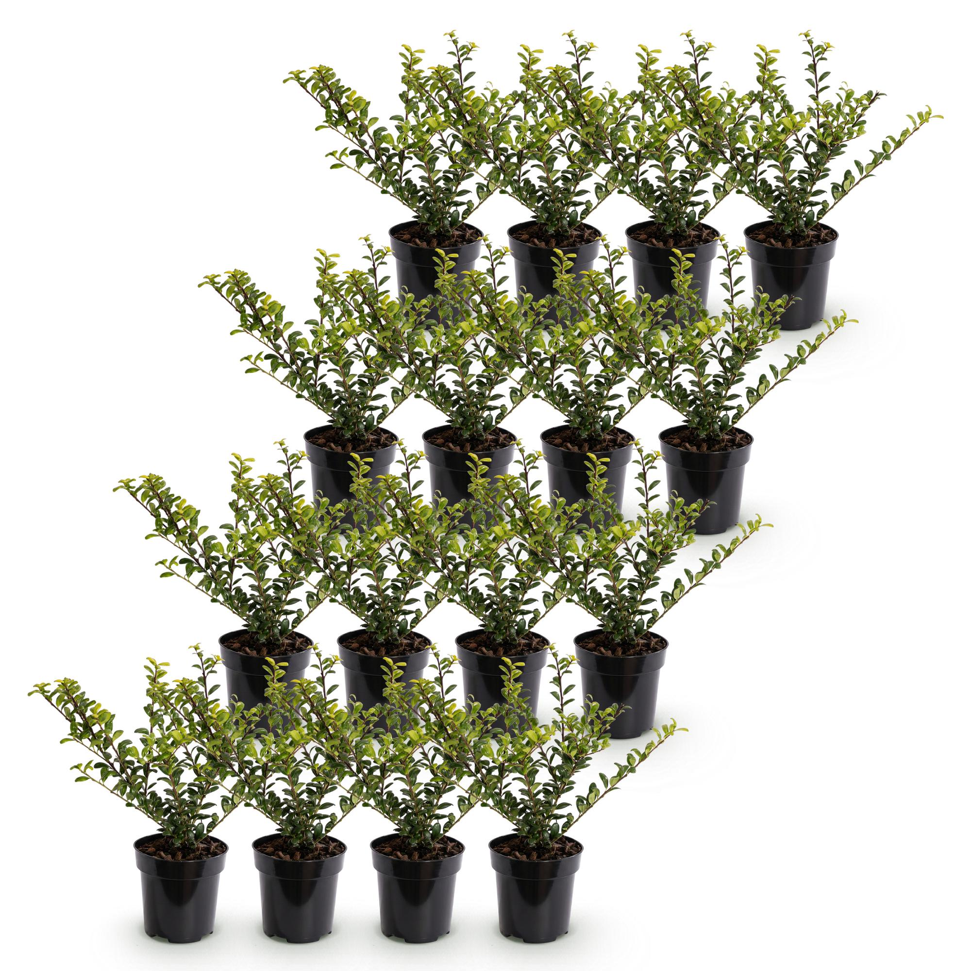 16x Ilex crenata Golden Gem - Japanse Hulst - Haagplanten - Groenblijvend - Geel - Pot 9cm - Hoogte 20-30cm
