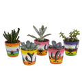 Vetplanten mix 5.5 cm - 5x - in Mexicaanse pot