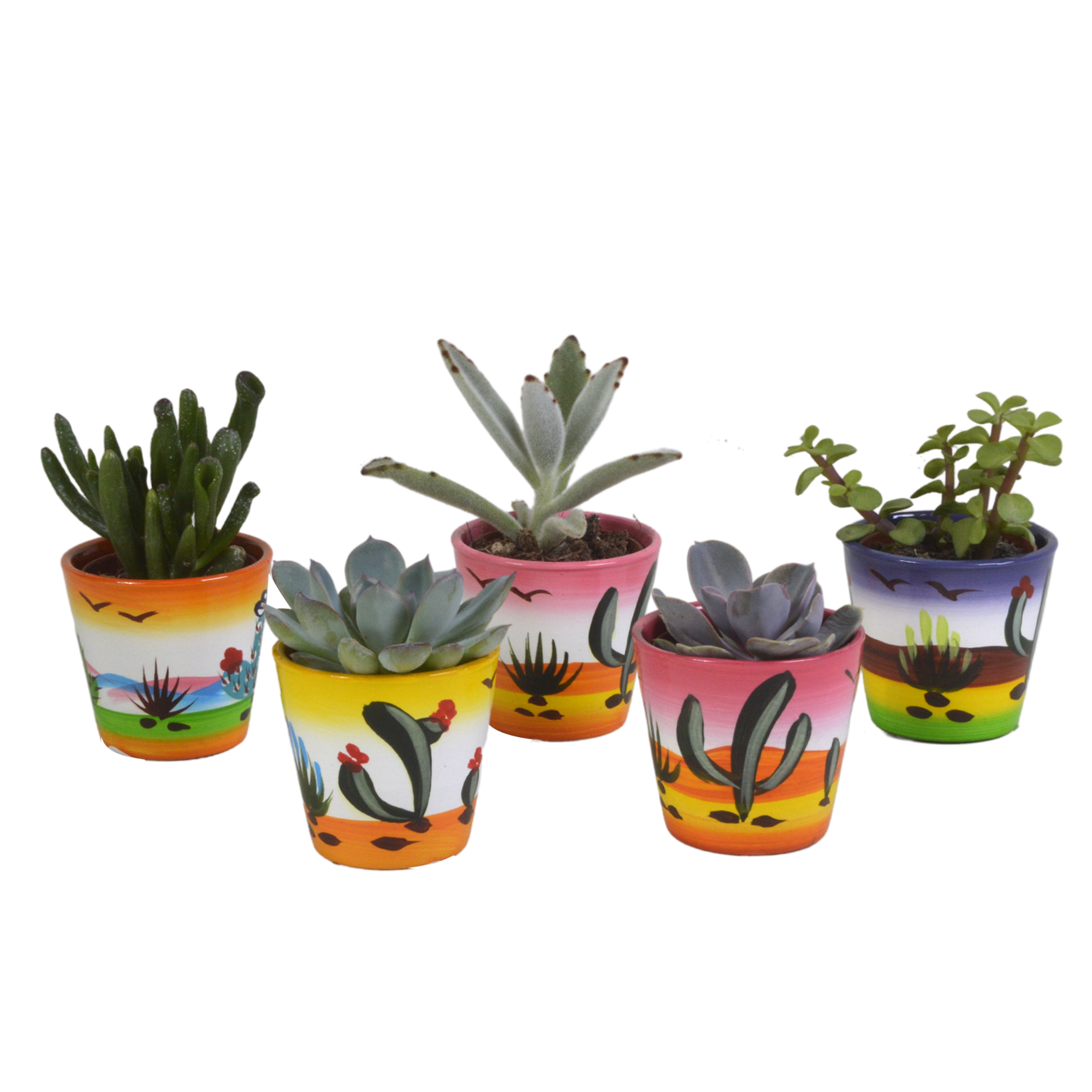Vetplanten mix 5.5 cm - 5x - in Mexicaanse pot