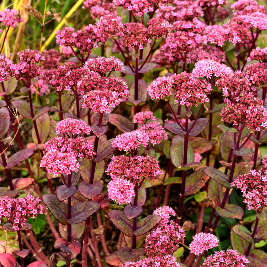 24x Sedum 'Matrona' - ↕10-25cm - Ø9cm