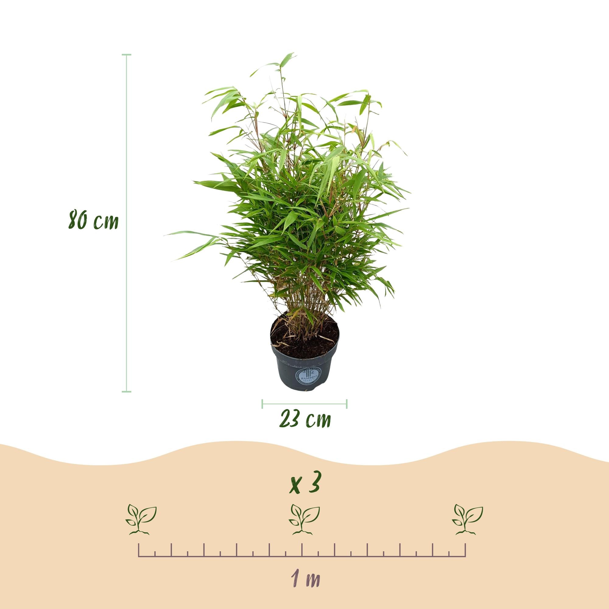 Grassen - Fargesia Rufa - Niet Woekerende Bamboe - Bladhoudend - Groen - 2 Planten - Pot 23 cm - Hoogte 80 cm