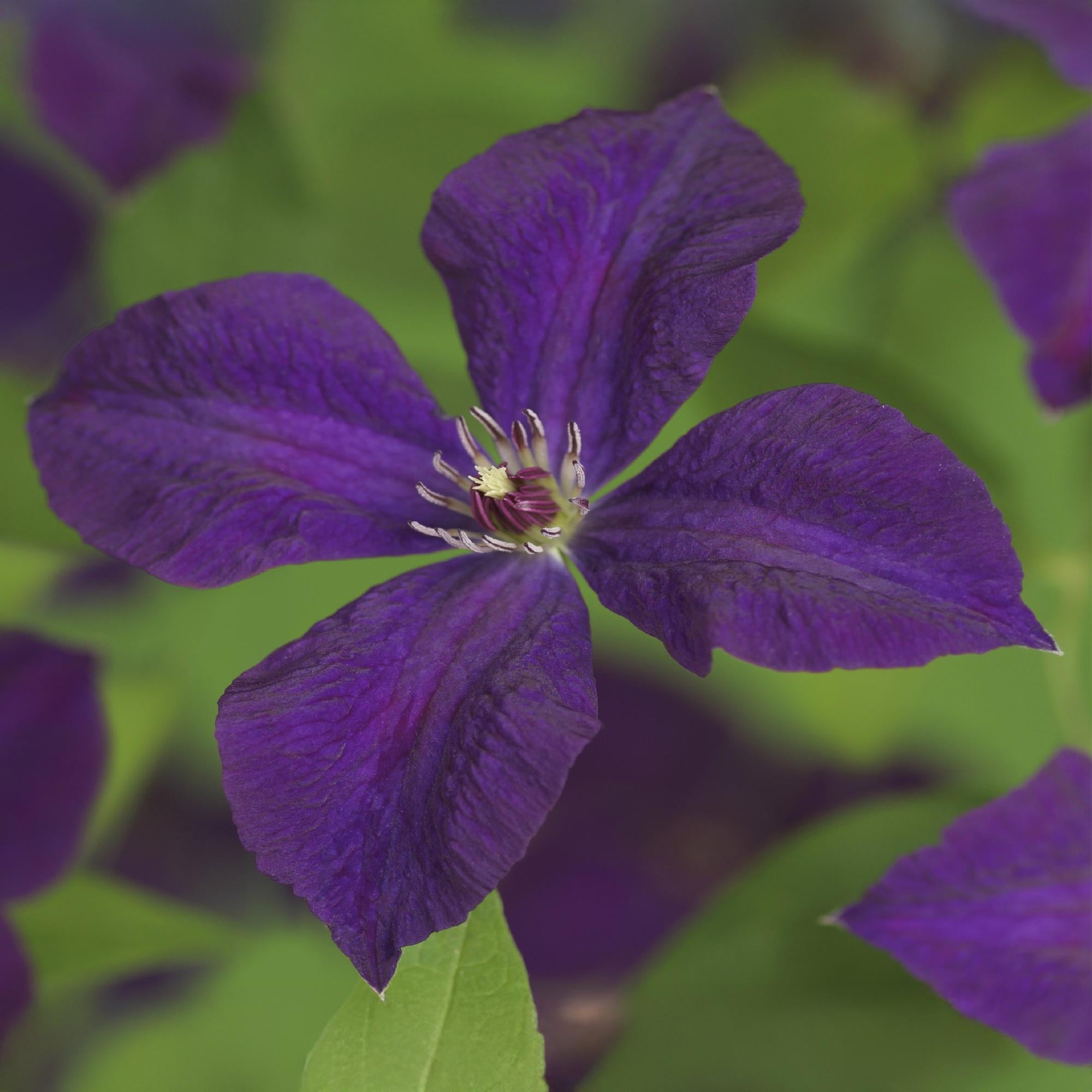 Klimplant - Clematis vit. Polish Spirit - Bloem Roze - Weinig onderhoud -2 planten -  Pot 11cm Hoogte 40cm
