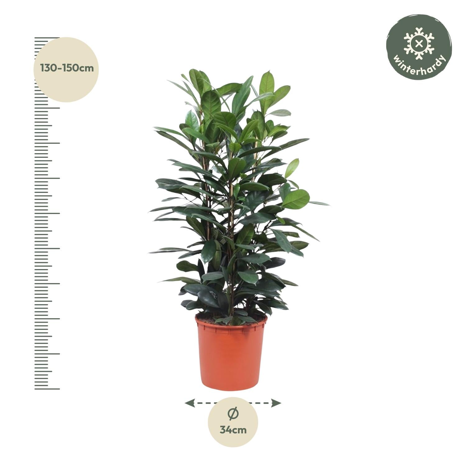 Ficus Cyathistipula struik - 140 cm - ø34