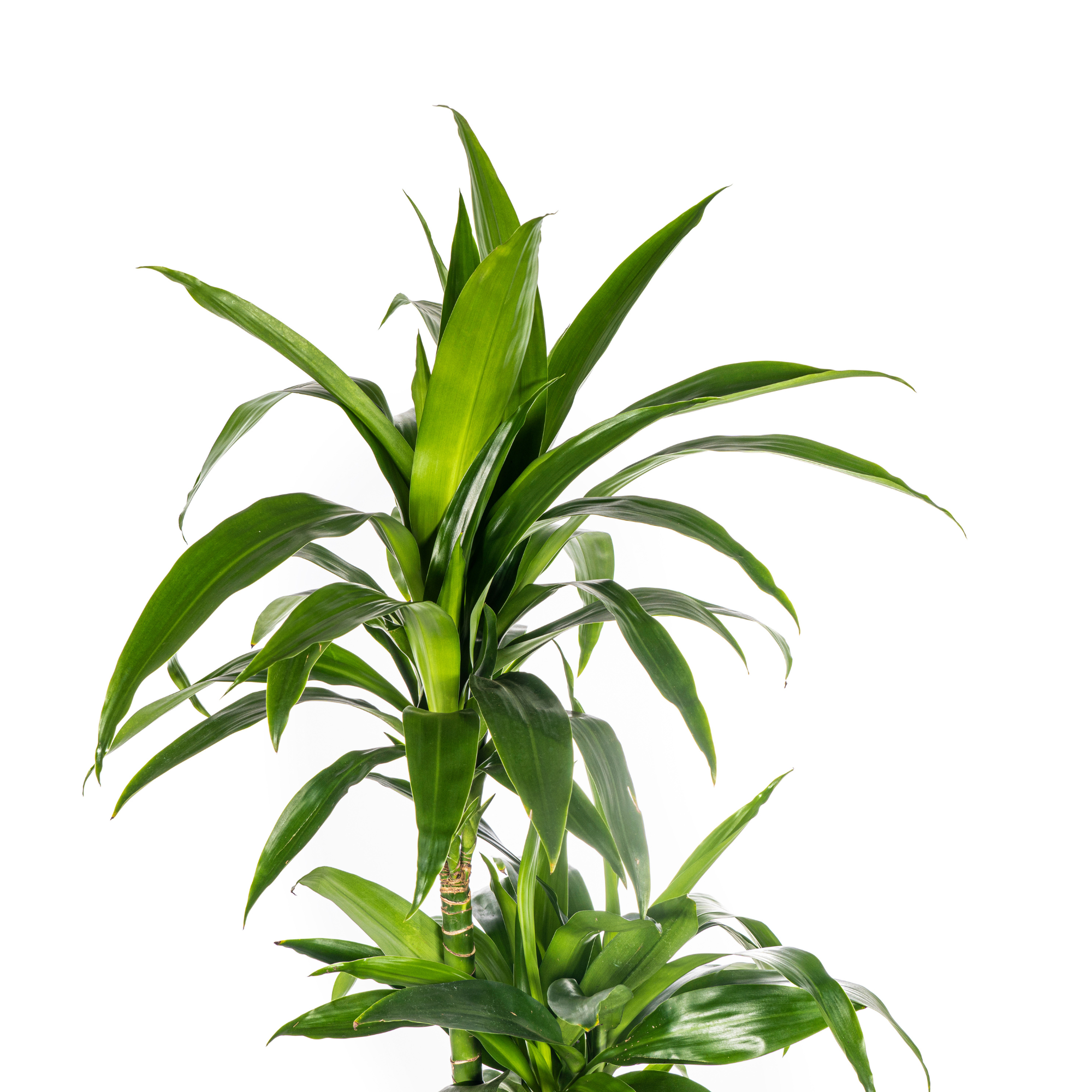 Dracaena Deremensis Lisa Ø24cm - ↕130 - 150cm