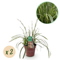 Siergrassen - Carex morrowii Ice Dance  - Wit & Groen - 2 Planten - Bladhoudend - Weinig Onderhoud - Pot 17cm Hoogte 50cm
