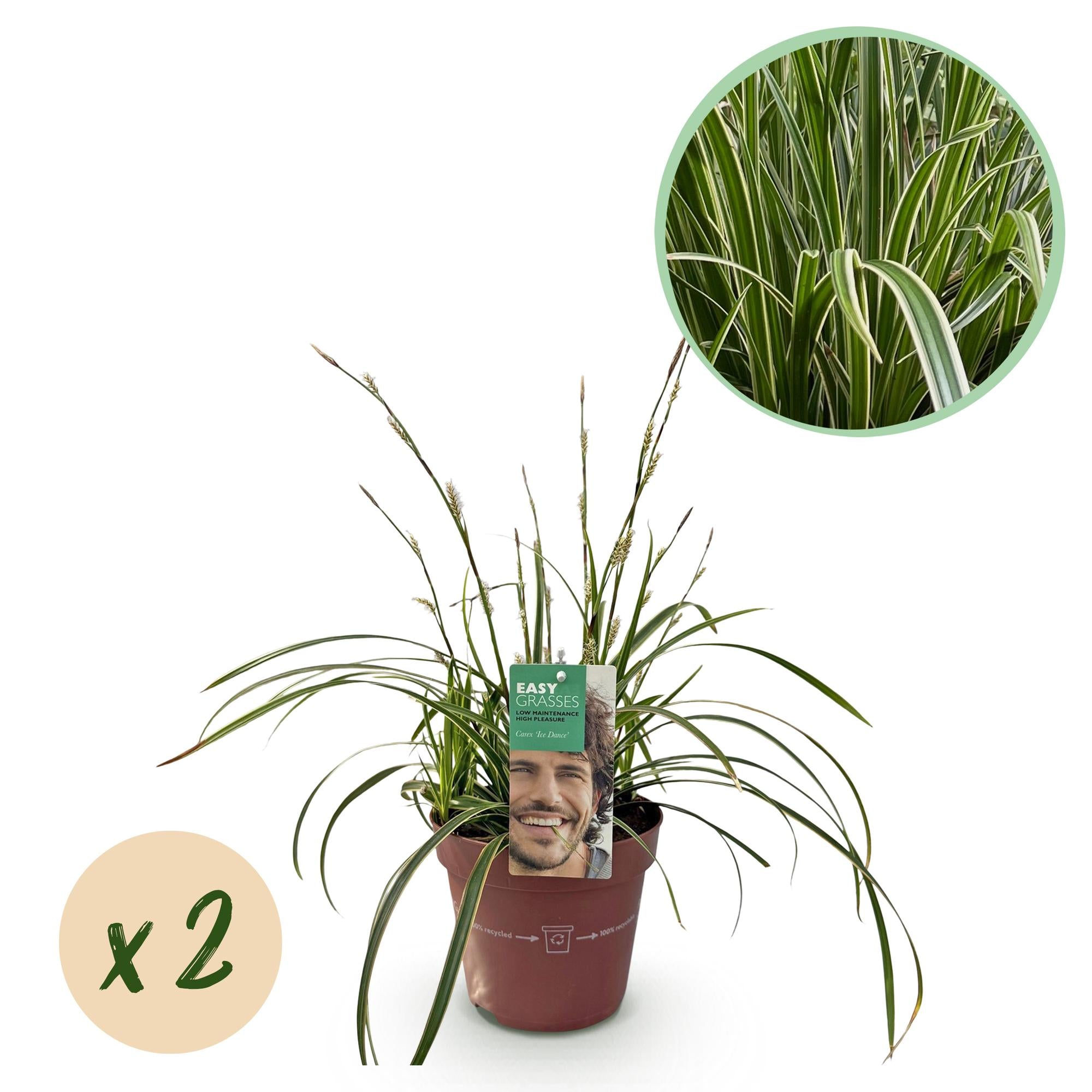 Siergrassen - Carex morrowii Ice Dance  - Wit & Groen - 2 Planten - Bladhoudend - Weinig Onderhoud - Pot 17cm Hoogte 50cm
