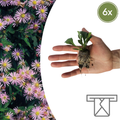 Aster – 6 Pluggen | Zelf Kweken & Genieten van een Kleurrijke Najaarstuin!