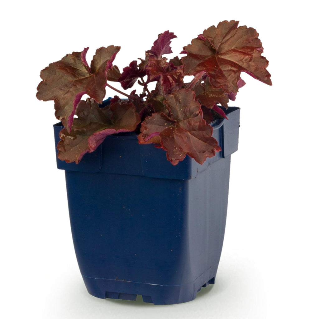 Vasteplant - Heuchera micr. Palace Purple - Purperklokje - Schaduw - Paars - 1 Plant - Pot 11cm - Hoogte 15-25cm