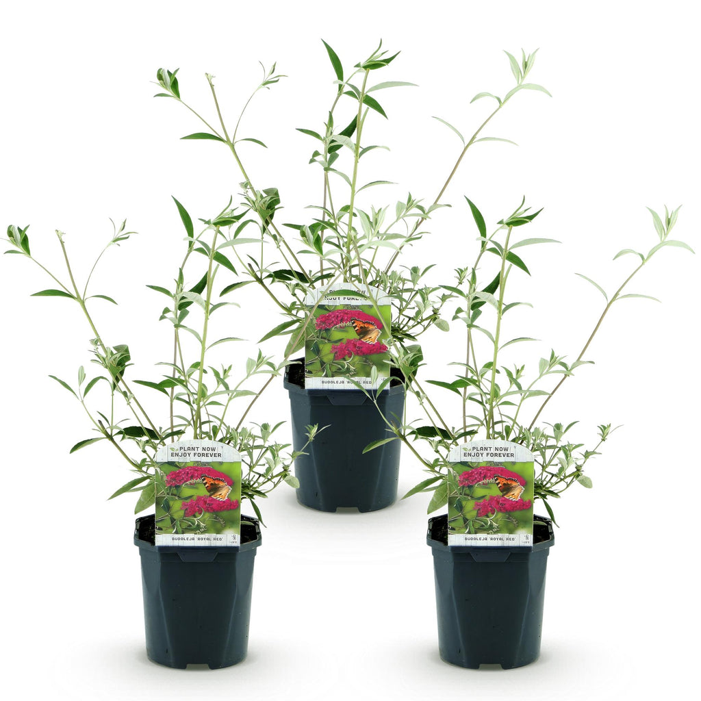 Tuinplant - Buddleja davidii Royal Red - Vlinderstruik - Winterhard - Rood - 3 Planten - Pot 17cm - Hoogte 45cm