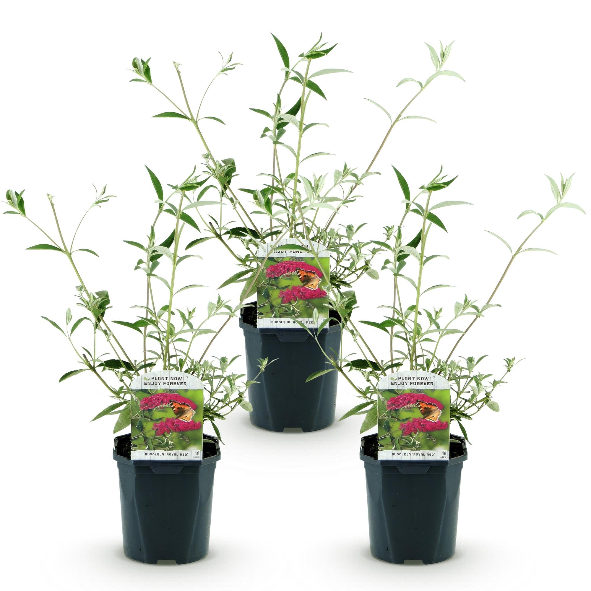 Tuinplant - Buddleja davidii Royal Red - Vlinderstruik - Winterhard - Rood - 3 Planten - Pot 17cm - Hoogte 45cm