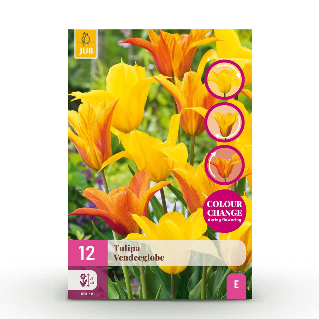 Bloembollen - Tulp Vendeeglobe - Kleur Geel - 12 stuks - Bolmaat 11/12 - XXL Pack