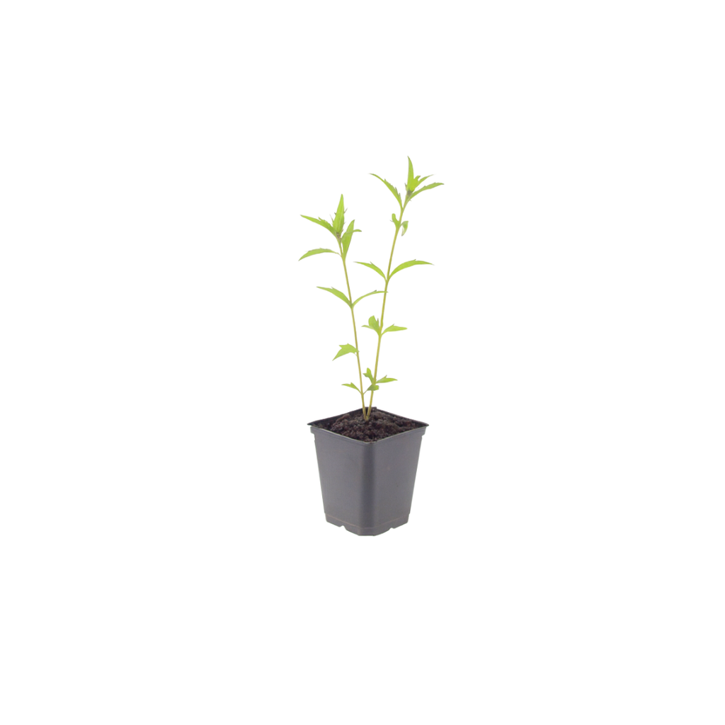 6x Kalimeris incisa 'Blue Star' - ↕10-25cm - Ø9cm