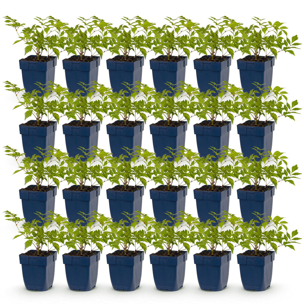 Vasteplant - Astilbe (J) Deutschland - Pluimspirea - Schaduw - Wit - 24 Planten - Pot 11cm - Hoogte 15-25cm