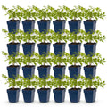 Vasteplant - Astilbe (J) Deutschland - Pluimspirea - Schaduw - Wit - 24 Planten - Pot 11cm - Hoogte 15-25cm