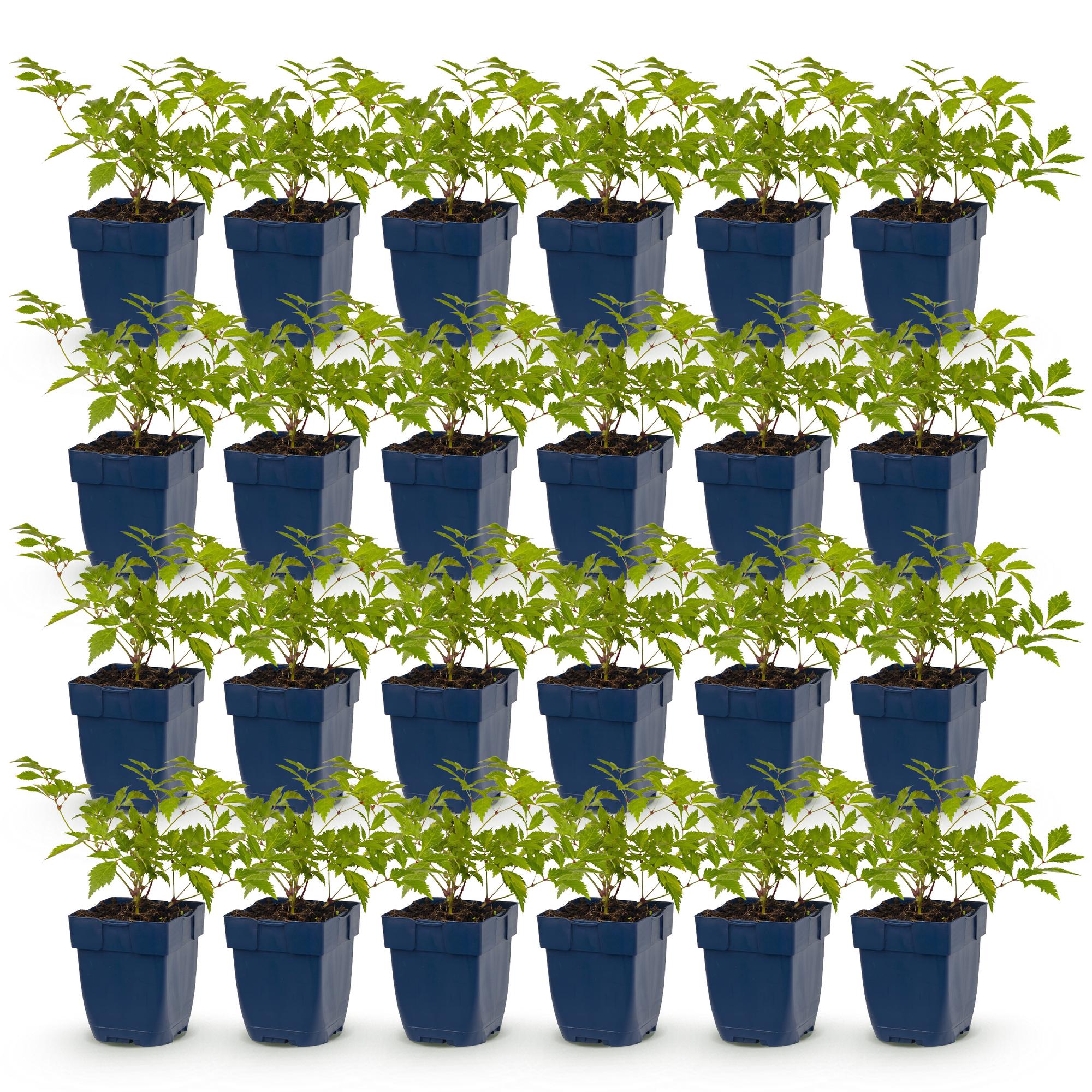 Vasteplant - Astilbe (J) Deutschland - Pluimspirea - Schaduw - Wit - 24 Planten - Pot 11cm - Hoogte 15-25cm