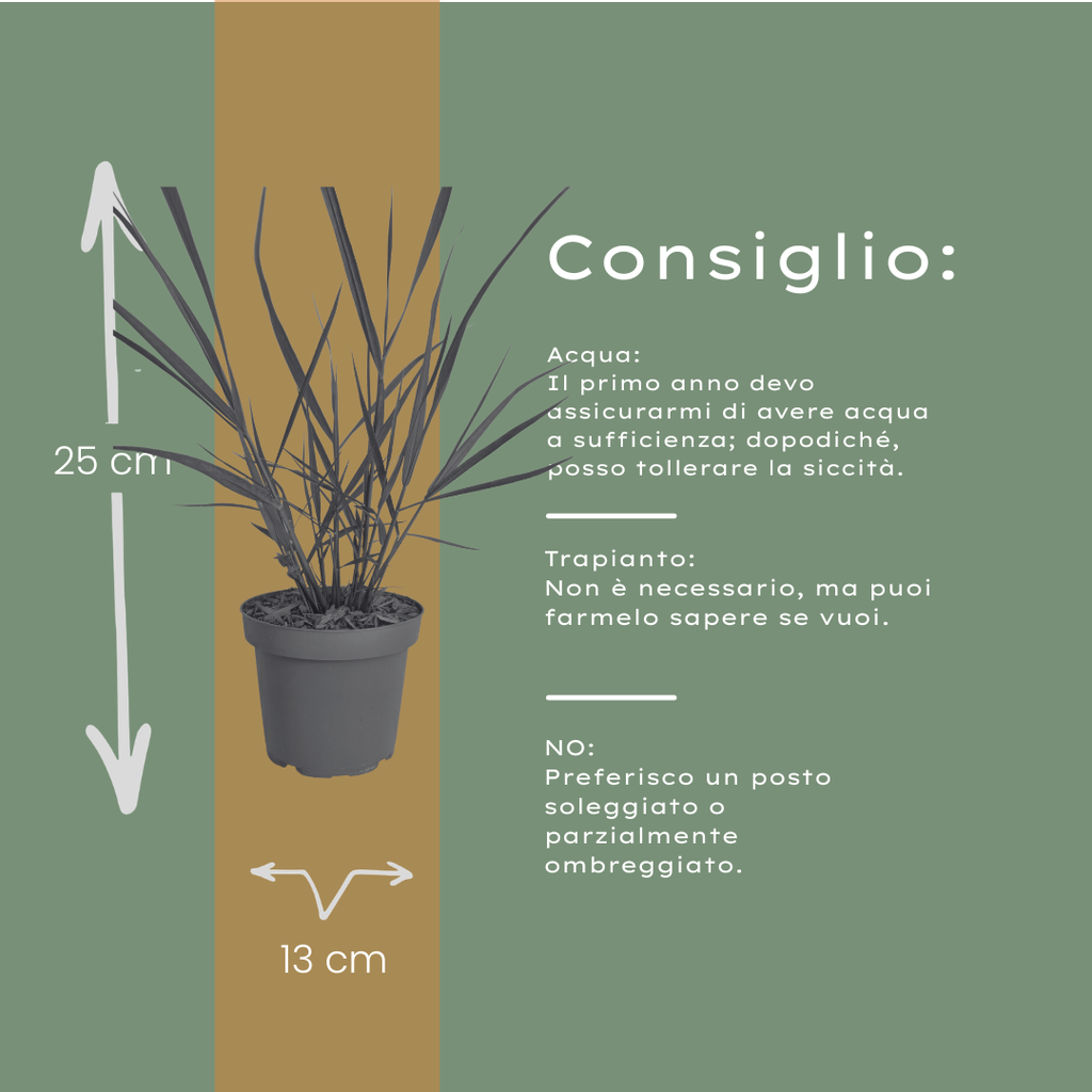 6x Panicum virgatum ‘Rotstrahlbusch’ – Siergras met warme herfstkleuren | Potmaat 12 cm