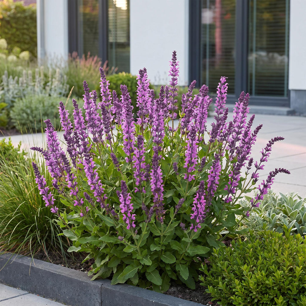 Vasteplant - Salvia nem. Sense Deepl Pink - Salie - Bijen en Vlinderlokkers - Roze - 24 Planten - Pot 11cm - Hoogte 15-25cm