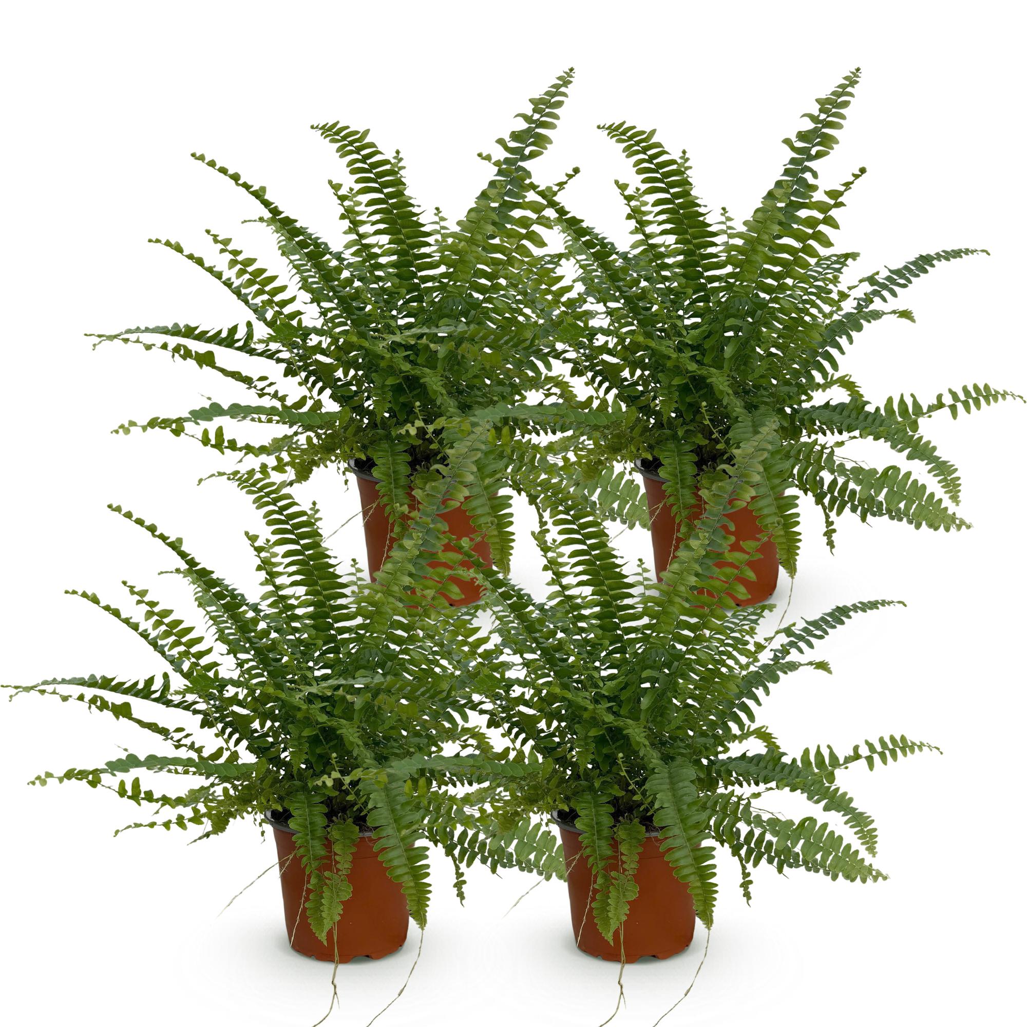 Kamerplant - Nephrolepsis exaltata Green Lady - Varen - Huisdiervriendelijk - Groen - 4 Planten - Pot 12cm - Hoogte 28-30cm