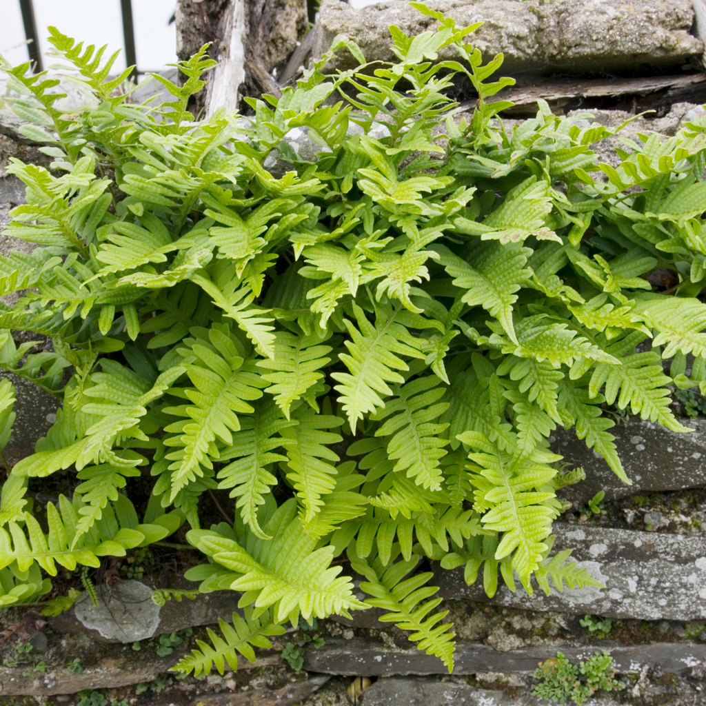 60x Polypodium vulgare - ↕10-25cm - Ø9cm