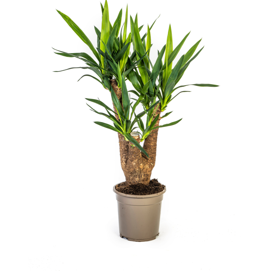Yucca Elephantipes Vertakt Ø21cm - ↕60 - 70cm
