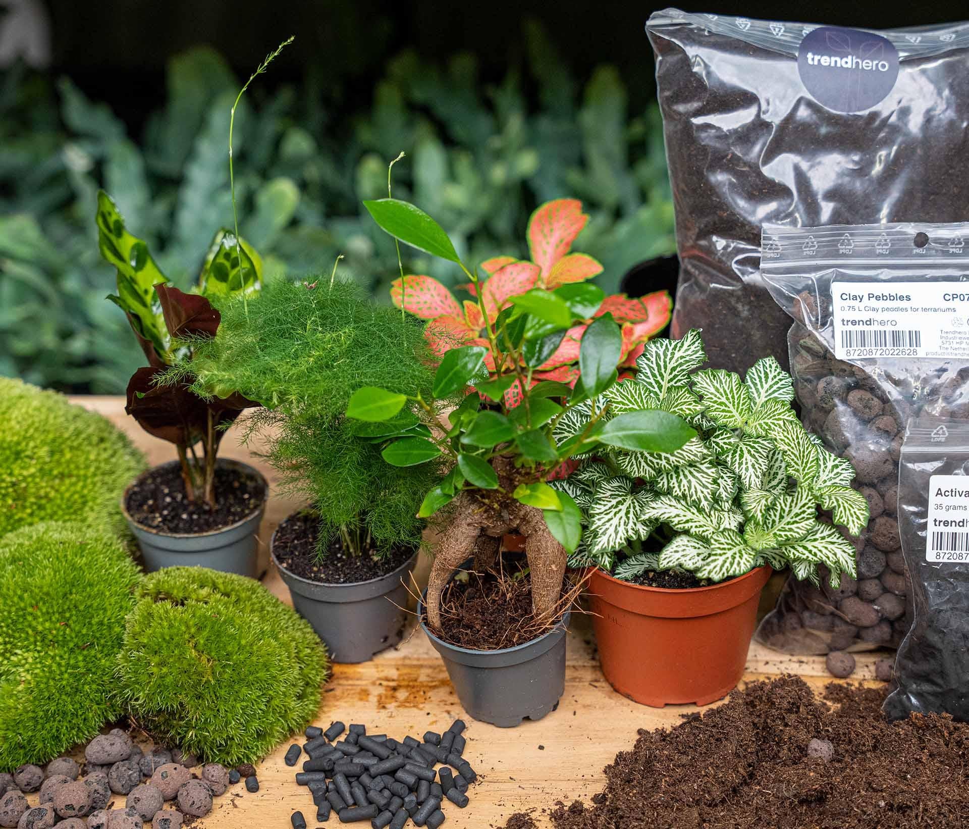Planten terrarium navulling & Startpakket - 5 planten