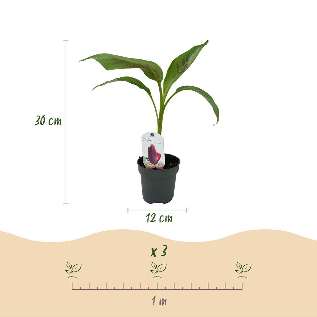 Fruitplant - Bananen plant - Musa sikkemensis Red Tiger - Winterhard - 4 planten - Pot 12cm Hoogte 30cm
