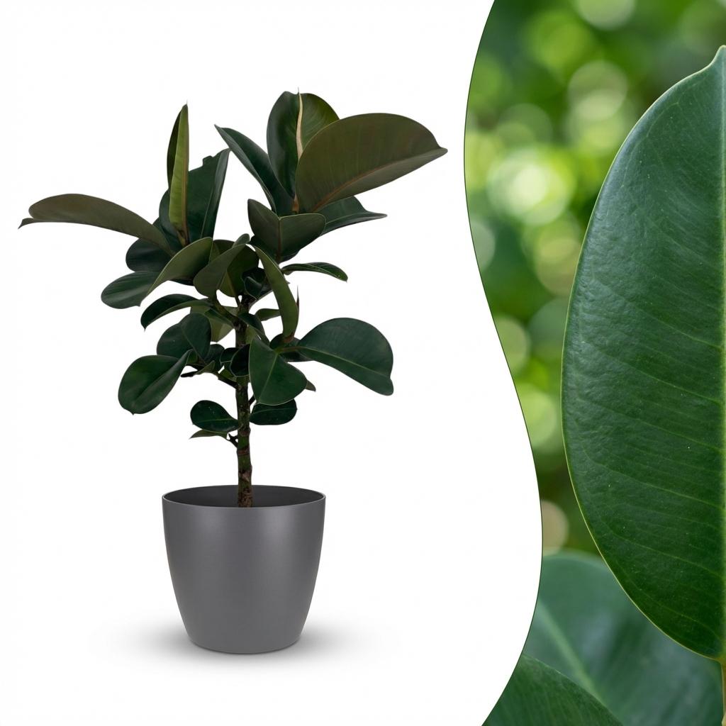 Kamerplant - Rubberplant - Ficus Elastica Cloe - Groen - Weinig onderhoud - 1 Plant - met Potter Grijs - Pot 19cm - Hoogte 65cm