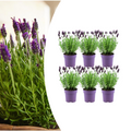 6x Lavandula stoechas Anouk® - 12 cm pot - Set van 6 Franse Lavendels