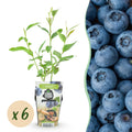 Fruitplanten - Blauwe Bes - Vaccinium corymbossum Goldtraube - Winterhard - 6 Planten - Pot 9 cm - Blauwe Bes