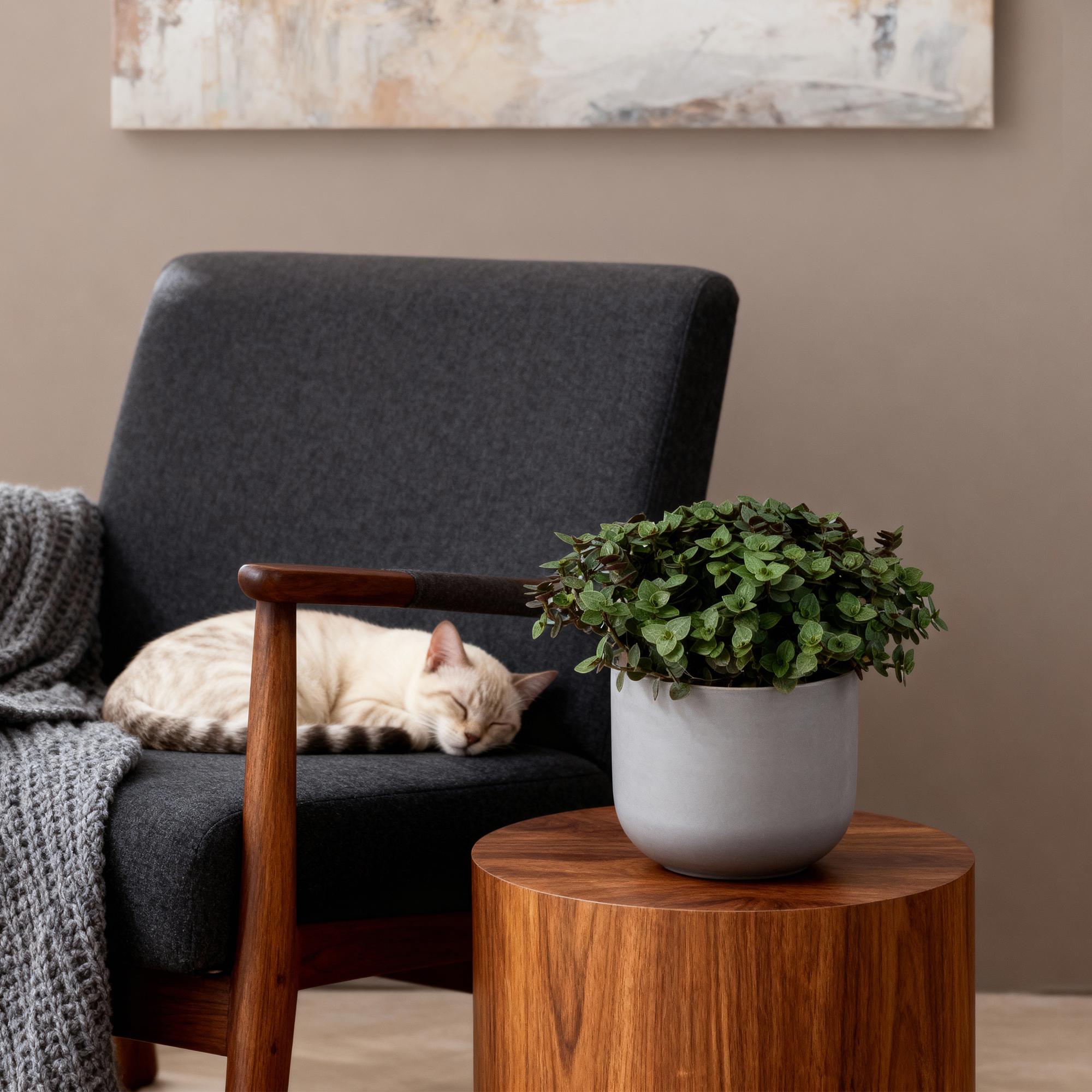 Kamerplant - Calissia repens - Schildpad plant - Huisdiervriendelijke Plant - Groen - 1 Plant - Pot 12cm - Hoogte 14cm