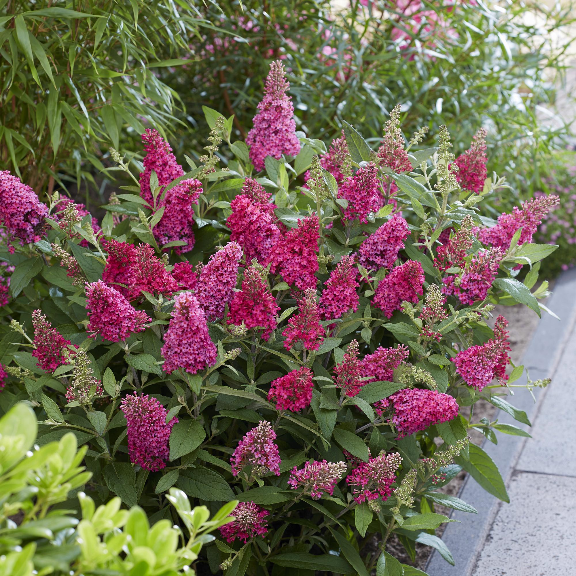 Tuinplant - Buddleja davidii Butterfly Candy Little Ruby - Vlinderstruik - Compact - Rood - 3 Planten - Pot 12cm - Hoogte 20-25cm