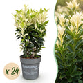 24x Euonymus japonica Paloma Blanca - Kardinaalsmuts - Haagplanten - Groenblijvend - Groen - Wit - Pot 9cm - Hoogte 20-30cm