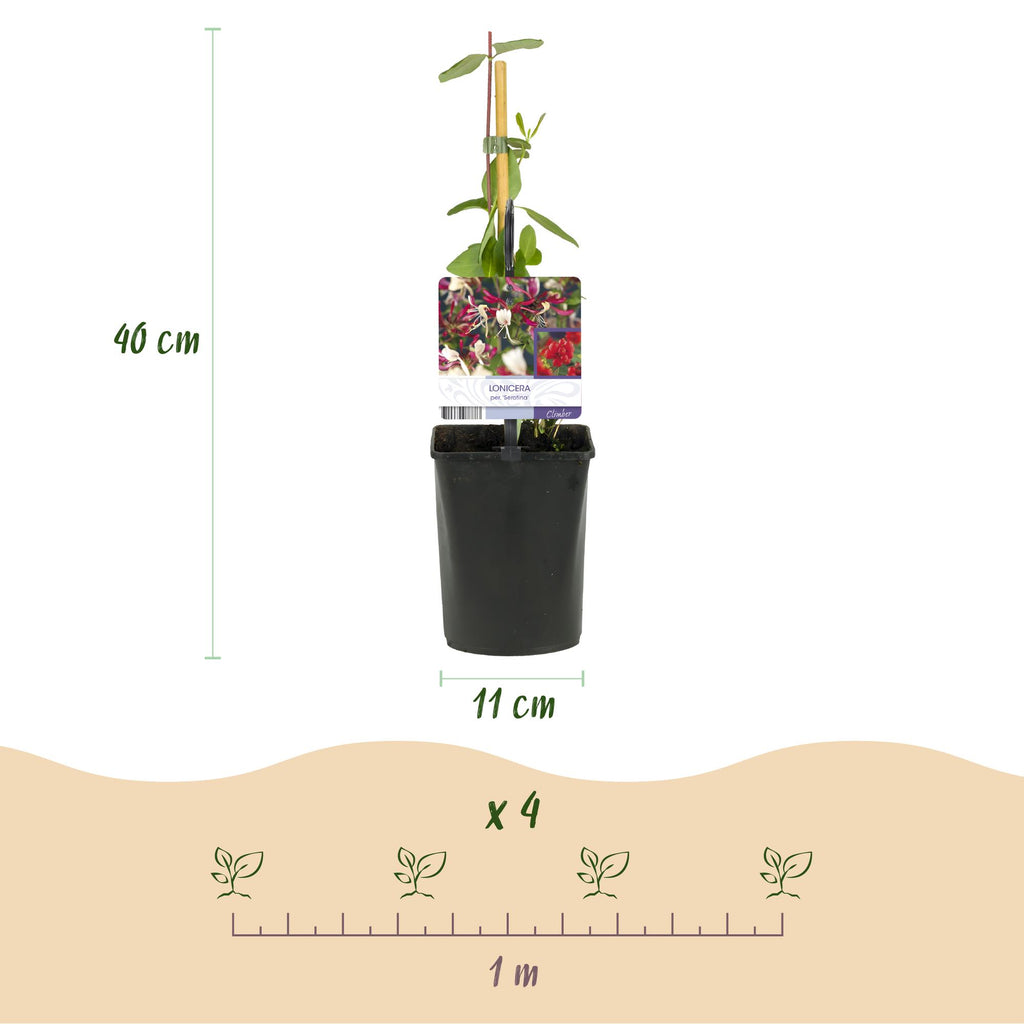 Kamperfoelie - Lonicera Serotina - Bloem Roze met Wit - Weinig onderhoud - 2 planten - Pot 11cm Hoogte 40cm