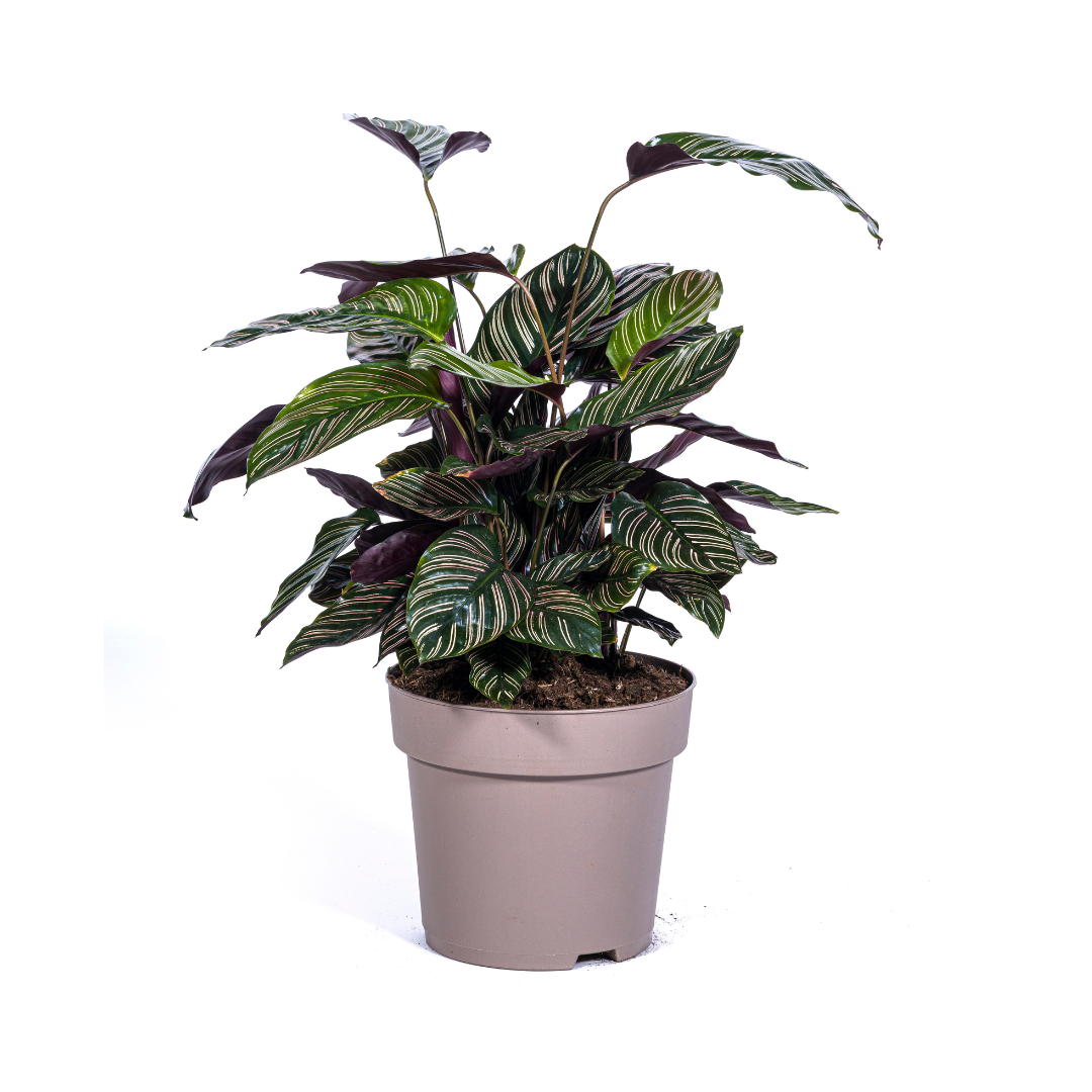 Calathea Ornata Sanderiana Ø27cm - ↕60 - 80cm