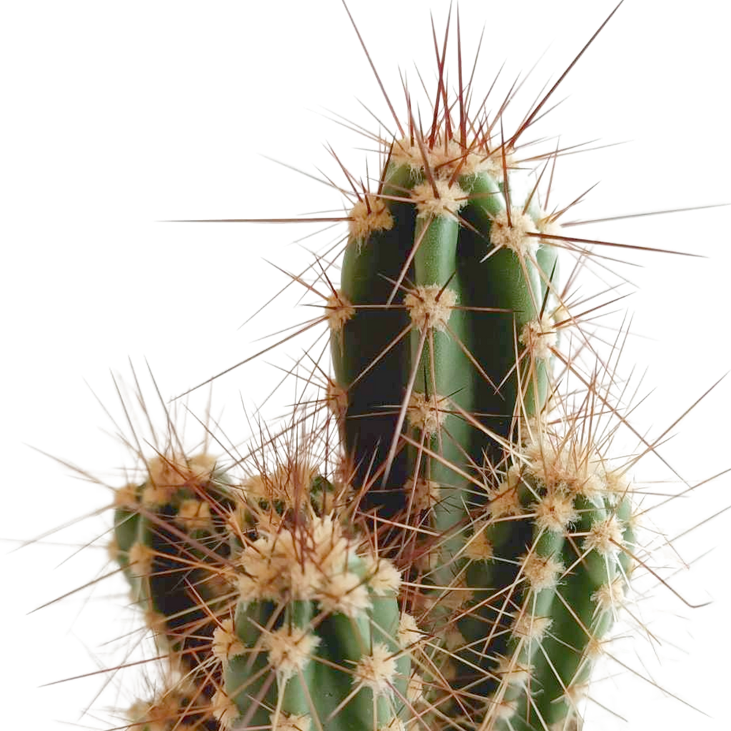 Cactus mix 5.5 cm - 5x - in Mexicaanse pot