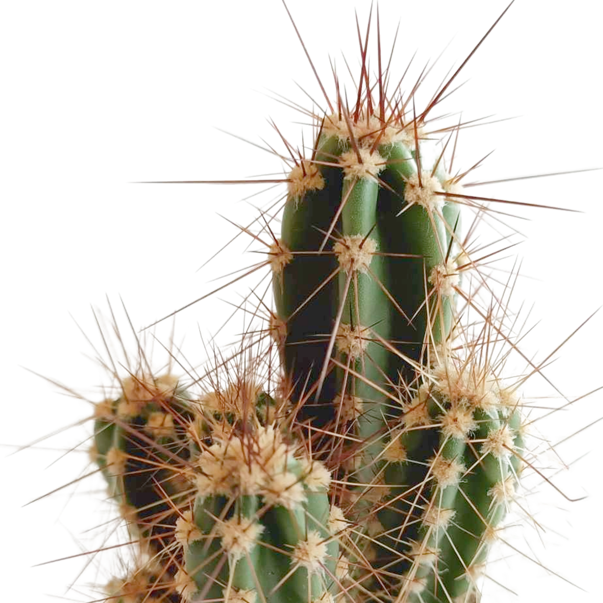 Cactus mix 5.5 cm - 5x - in Mexicaanse pot