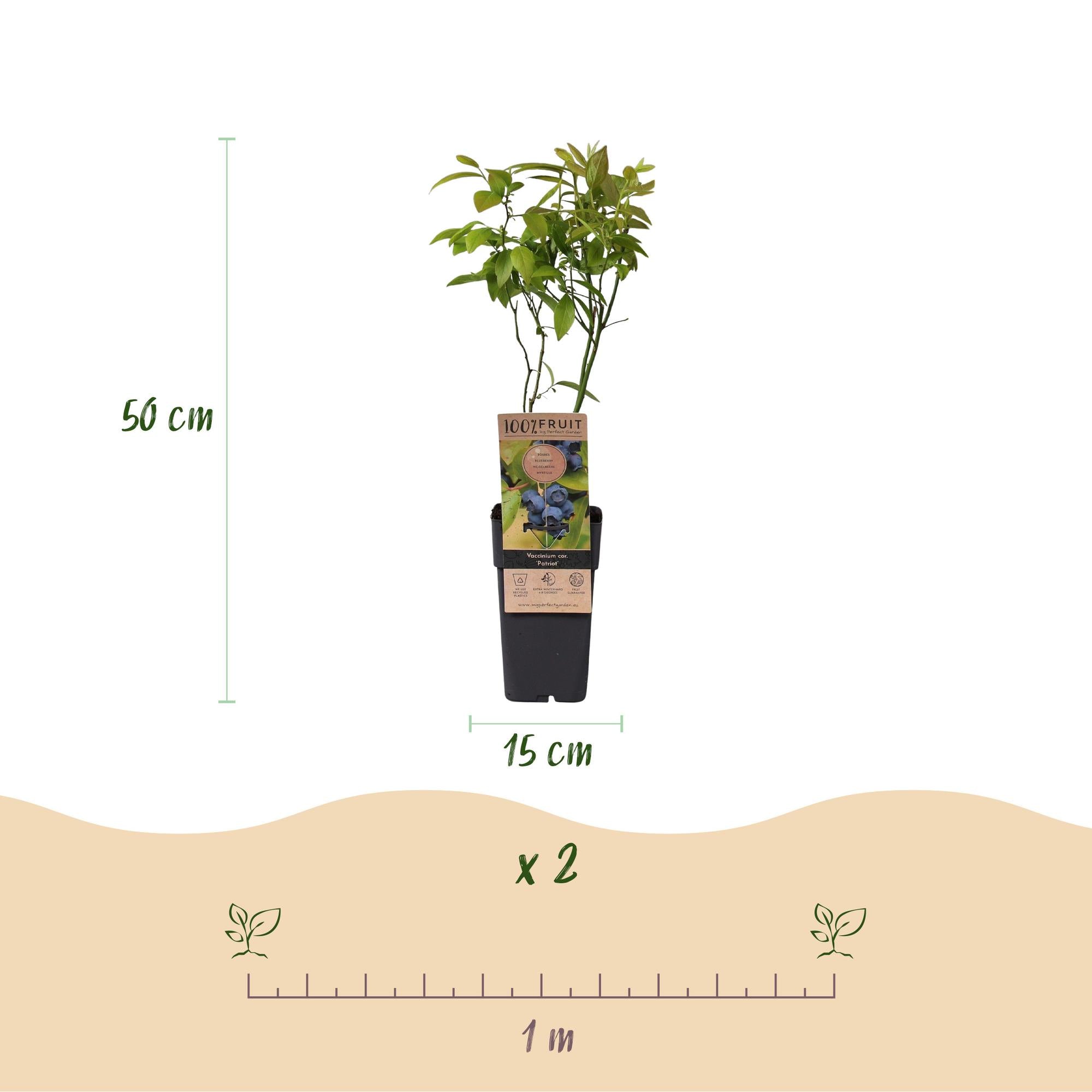Fruitplant - Vaccinium corymbosum Patriot - Bosbes - Winterhard - Blauwe Bes - 2 Planten - Pot 15cm - Hoogte 50cm