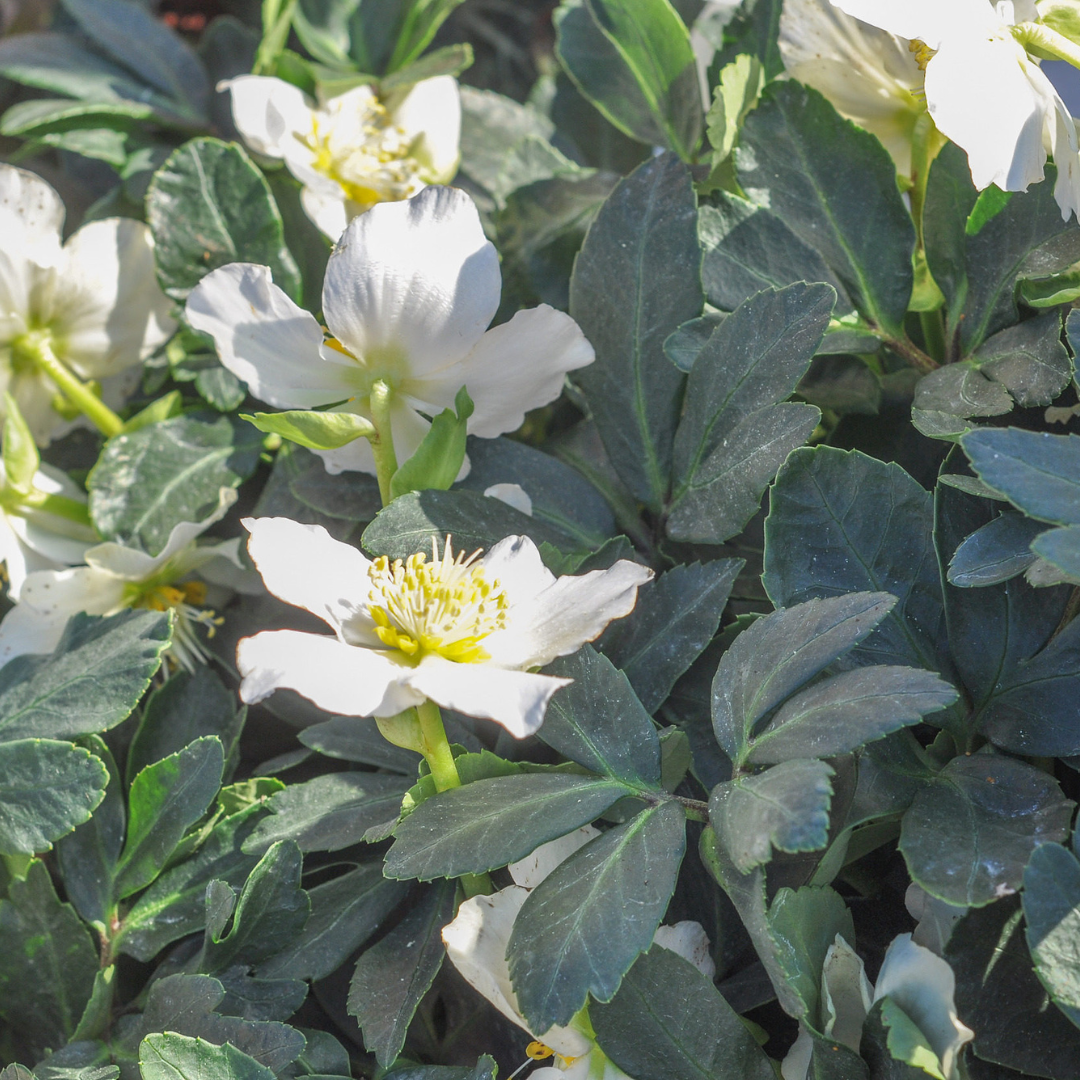 60x Helleborus orientalis - ↕10-25cm - Ø9cm