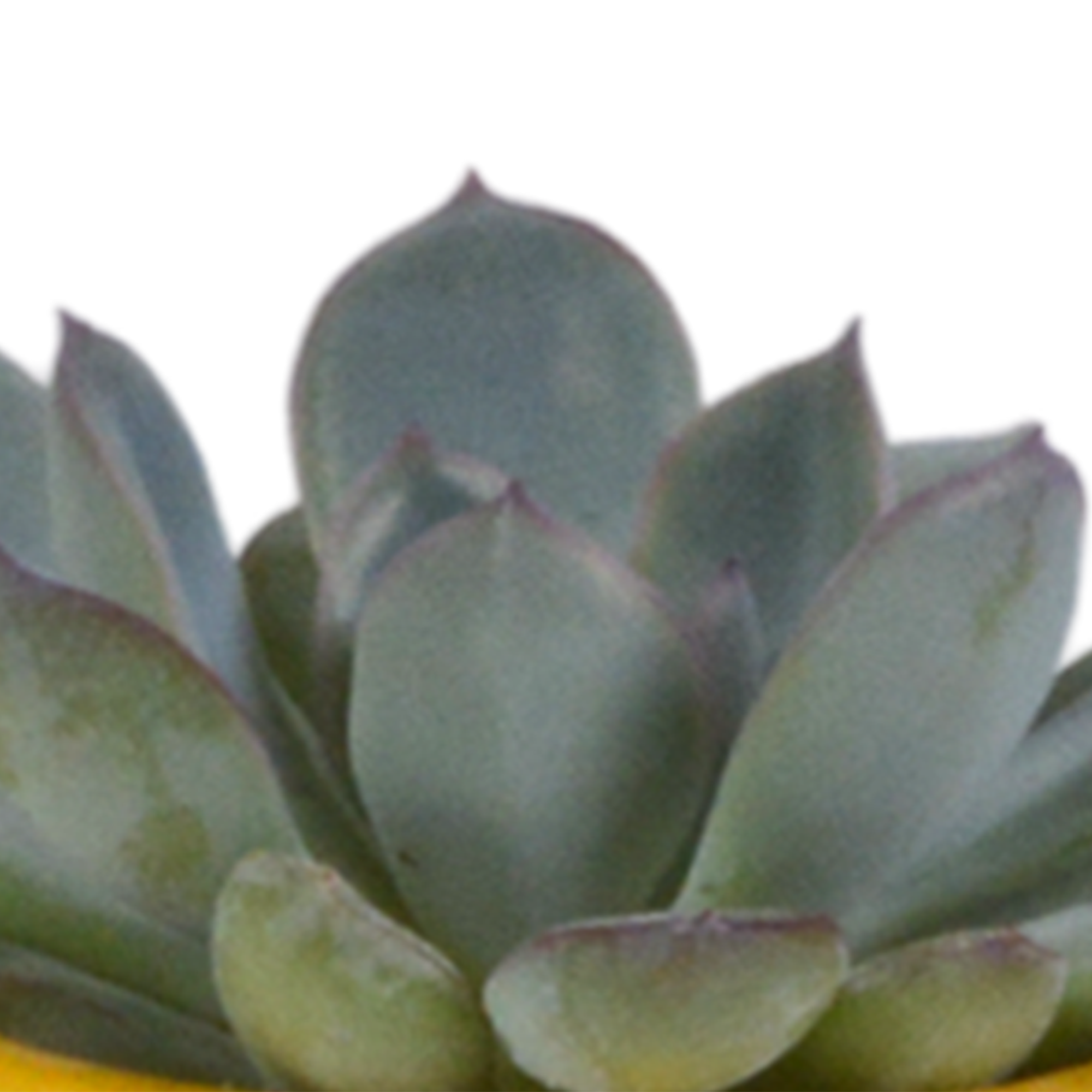 Vetplanten mix 5.5 cm - 5x - in Mexicaanse pot
