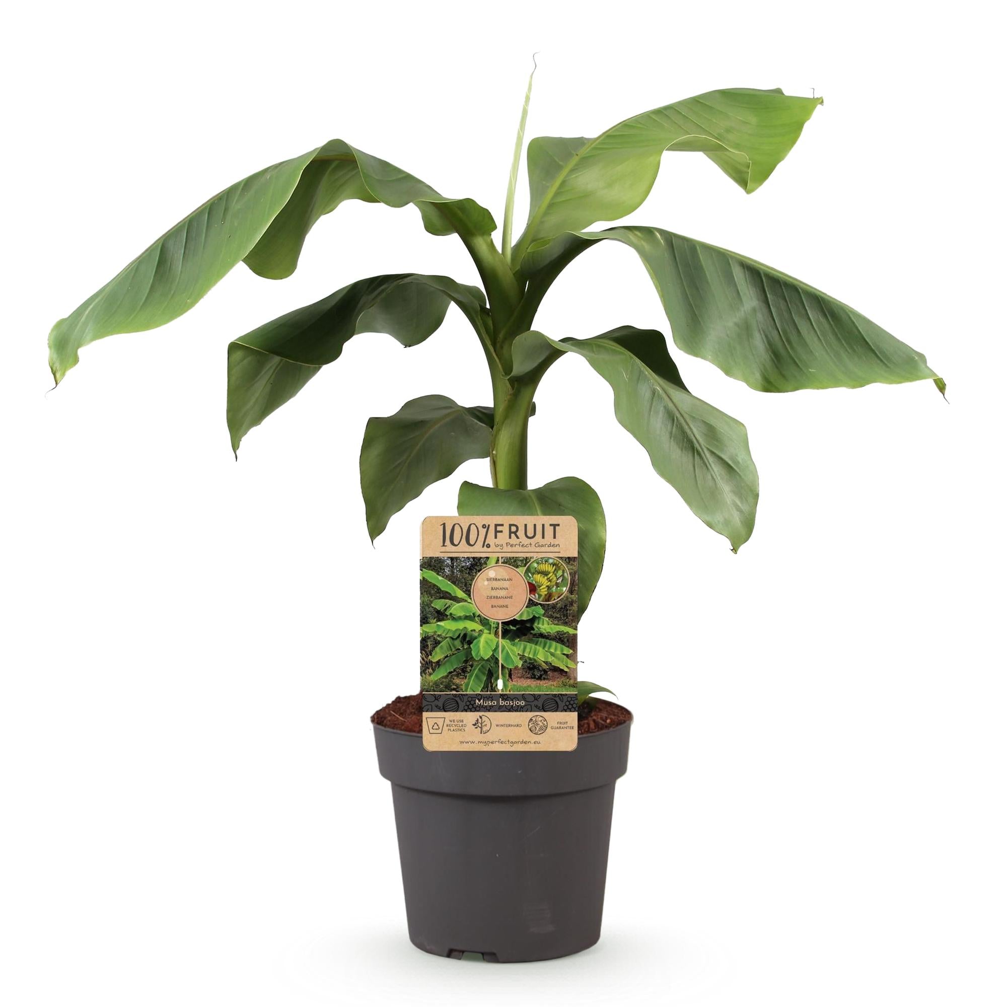 Fruitplant - Musa Basjoo - Bananenboom - Winterhard - Groen - 1 Plant - Pot 21cm - Hoogte 70-90cm