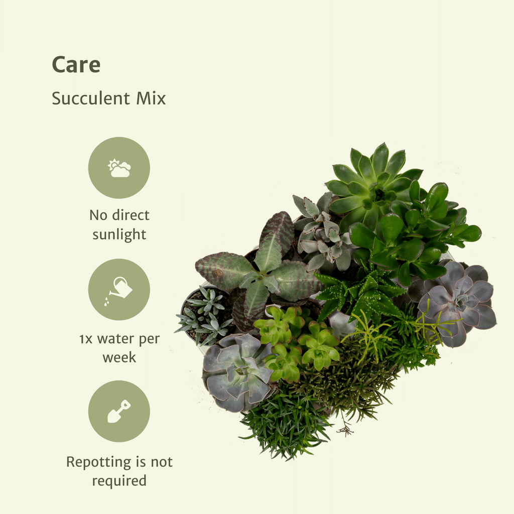 Everspring - Succulenten Mix - 10 cm - Ø8,5 - 18