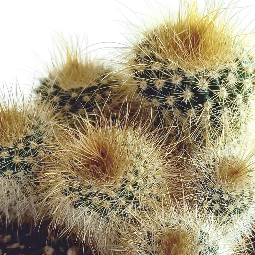 Cactus mix 5.5 cm - 5x - in Mexicaanse pot