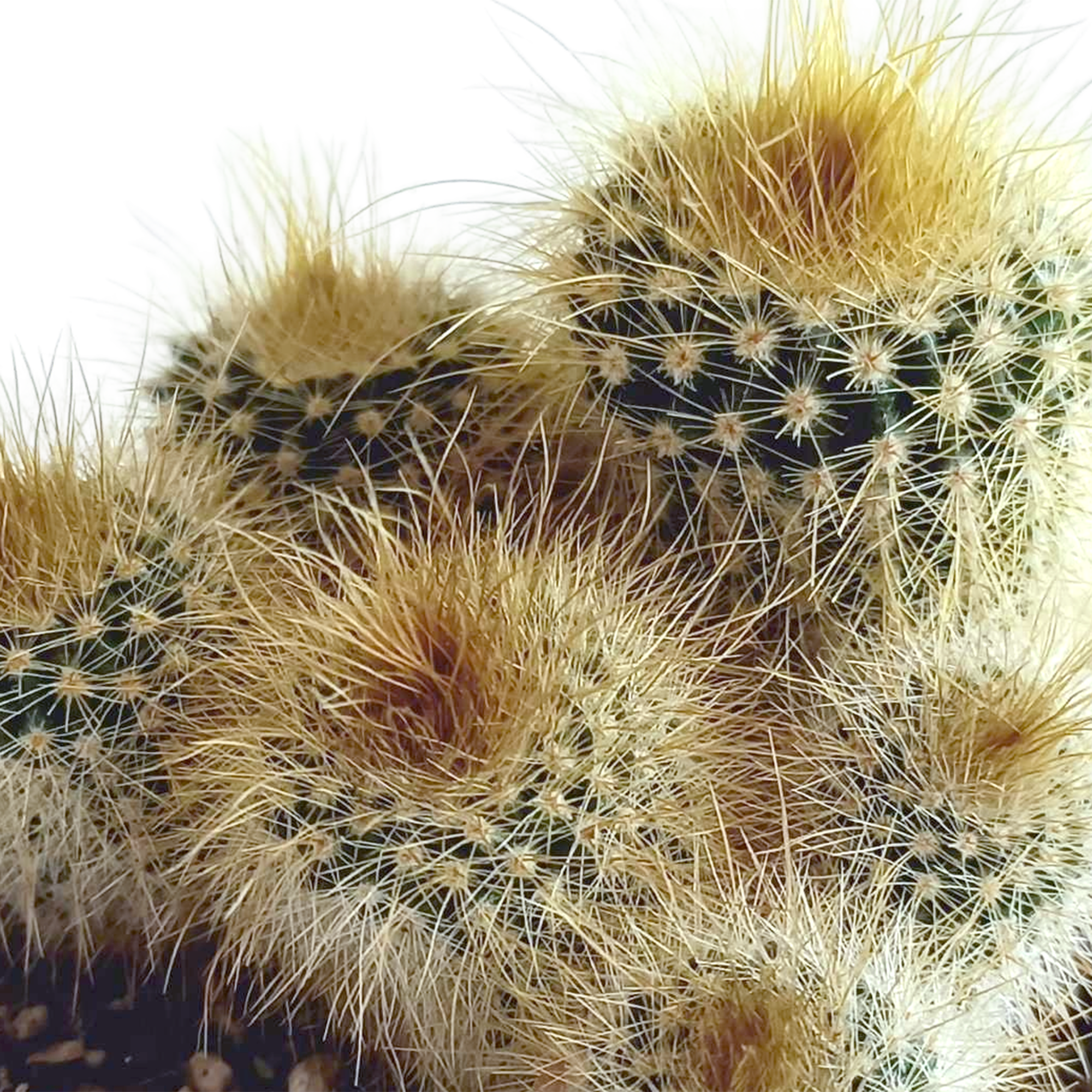 Cactus mix 5.5 cm - 5x - in Mexicaanse pot